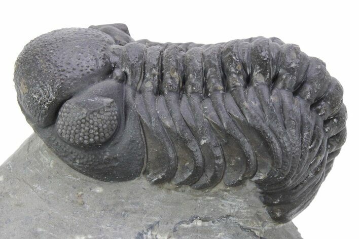 Detailed Austerops Trilobite - Ofaten, Morocco #356924